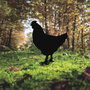 Aberto Design Chicken 01 Negro